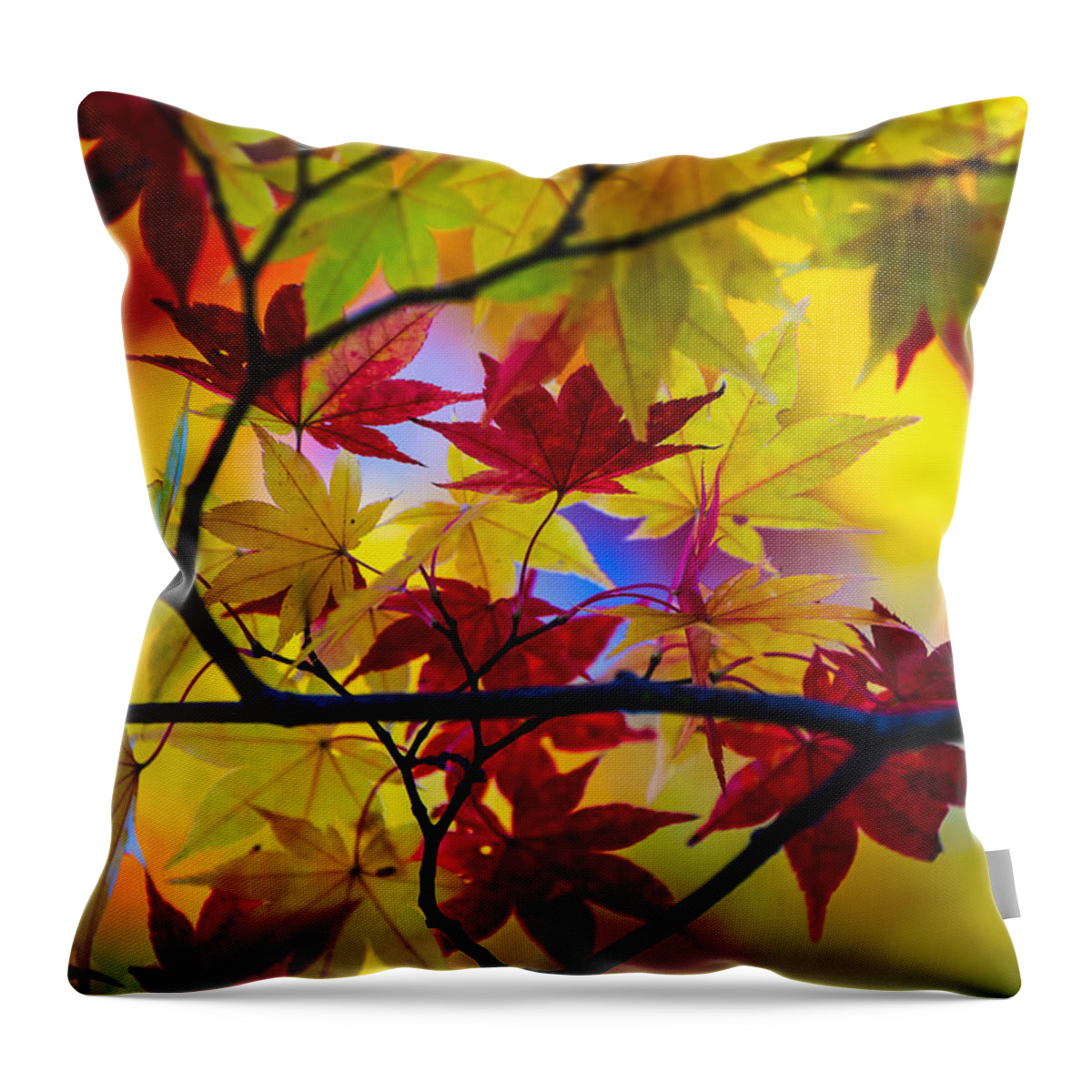 Fall Color Throw Pillow featuring the photograph Fall Color - Japanese maple by Hisao Mogi