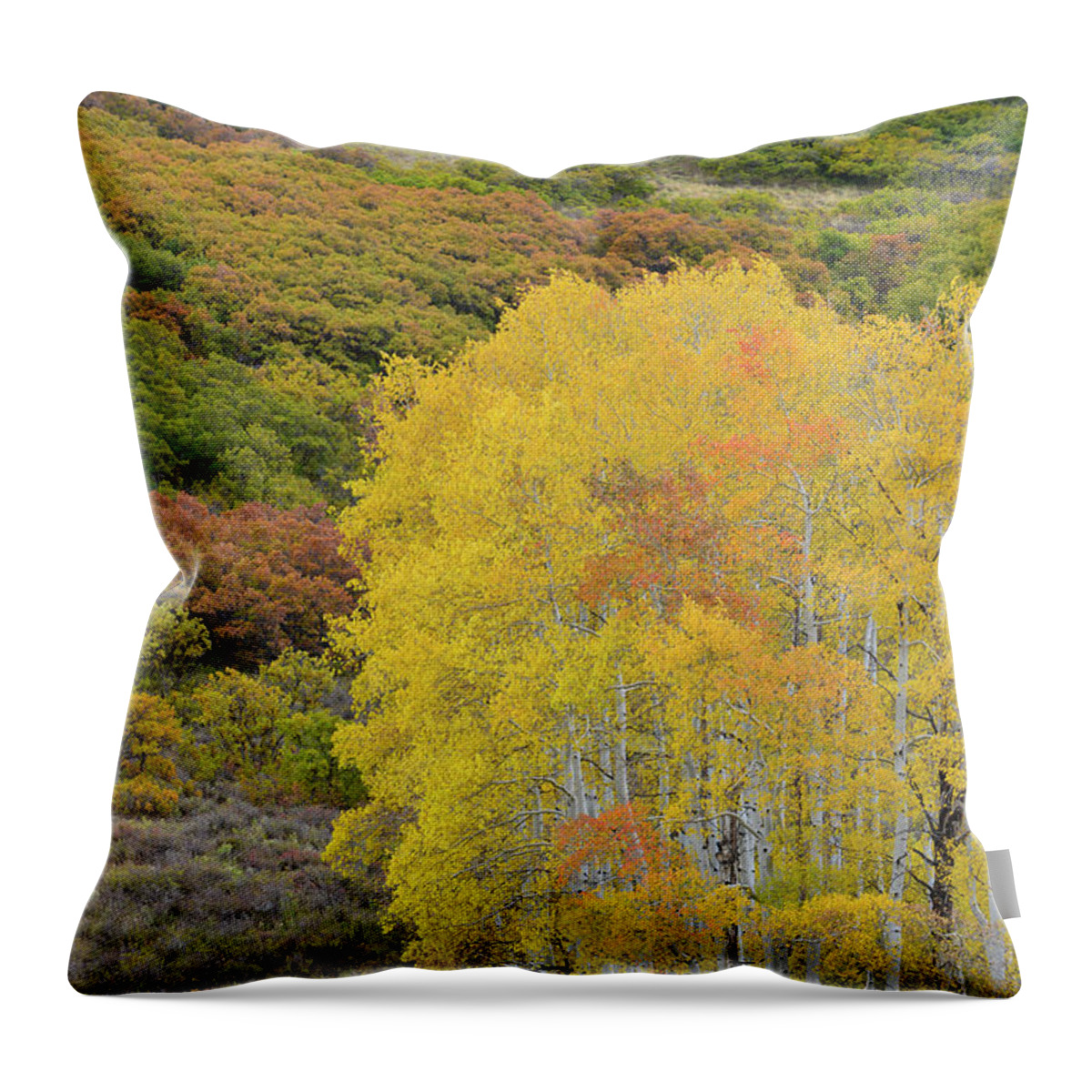 Colorado Throw Pillow featuring the photograph Fall Colored Aspens on Last Dollar Road by Ray Mathis
