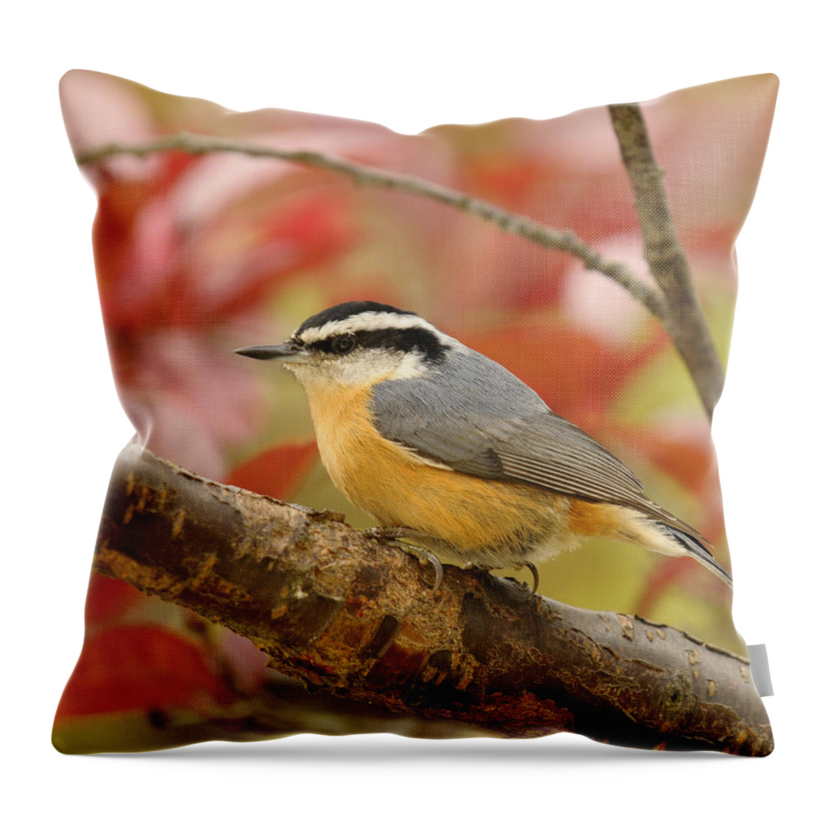 Red Breasted Nuthatch Throw Pillow featuring the photograph Fall Colors Nuthatch by Lara Ellis