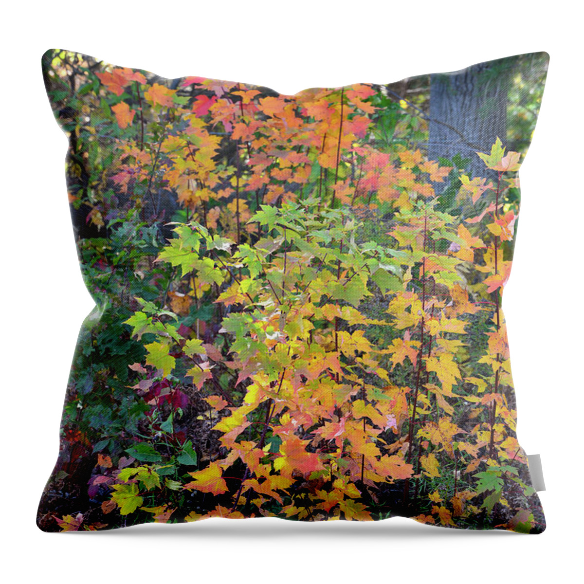 Wisconsin Throw Pillow featuring the photograph Fall Colors of Wisconsin by Ray Mathis