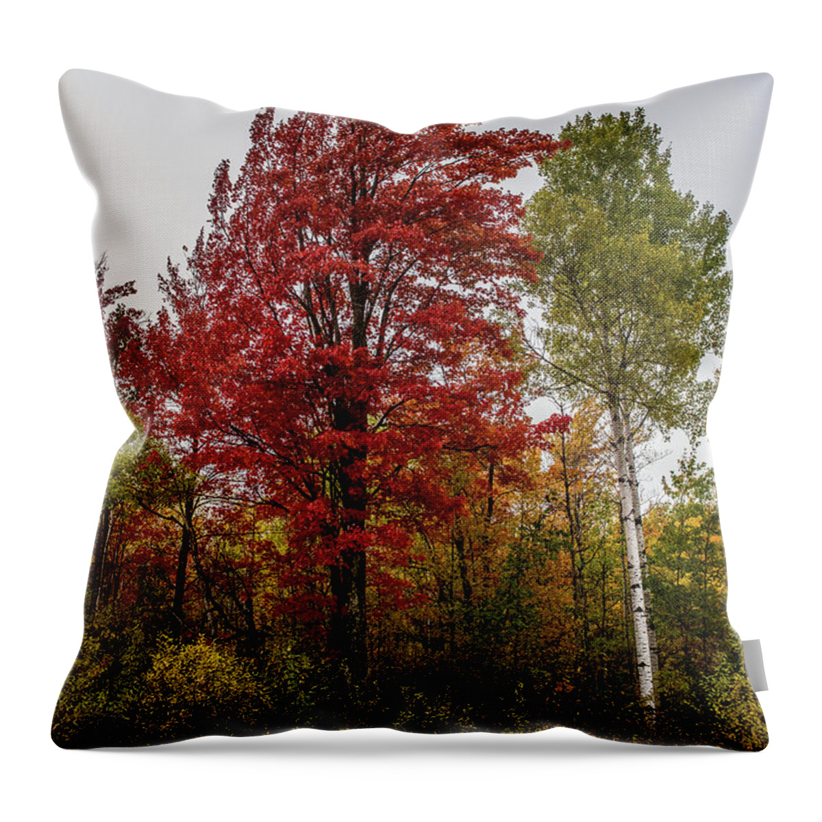 Fall Throw Pillow featuring the photograph Fall Maple by Paul Freidlund