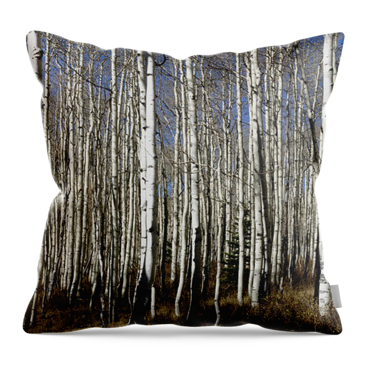Quaking Aspens Throw Pillow featuring the photograph Fall Quaking Aspens Panorama by Richard Lynch