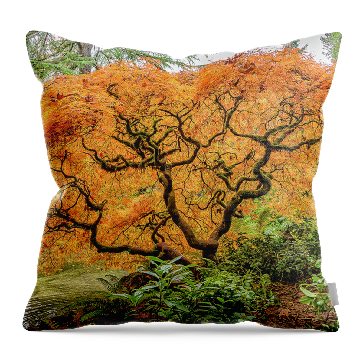 Maples Throw Pillow featuring the photograph Fall Season Maple by Jerry Cahill