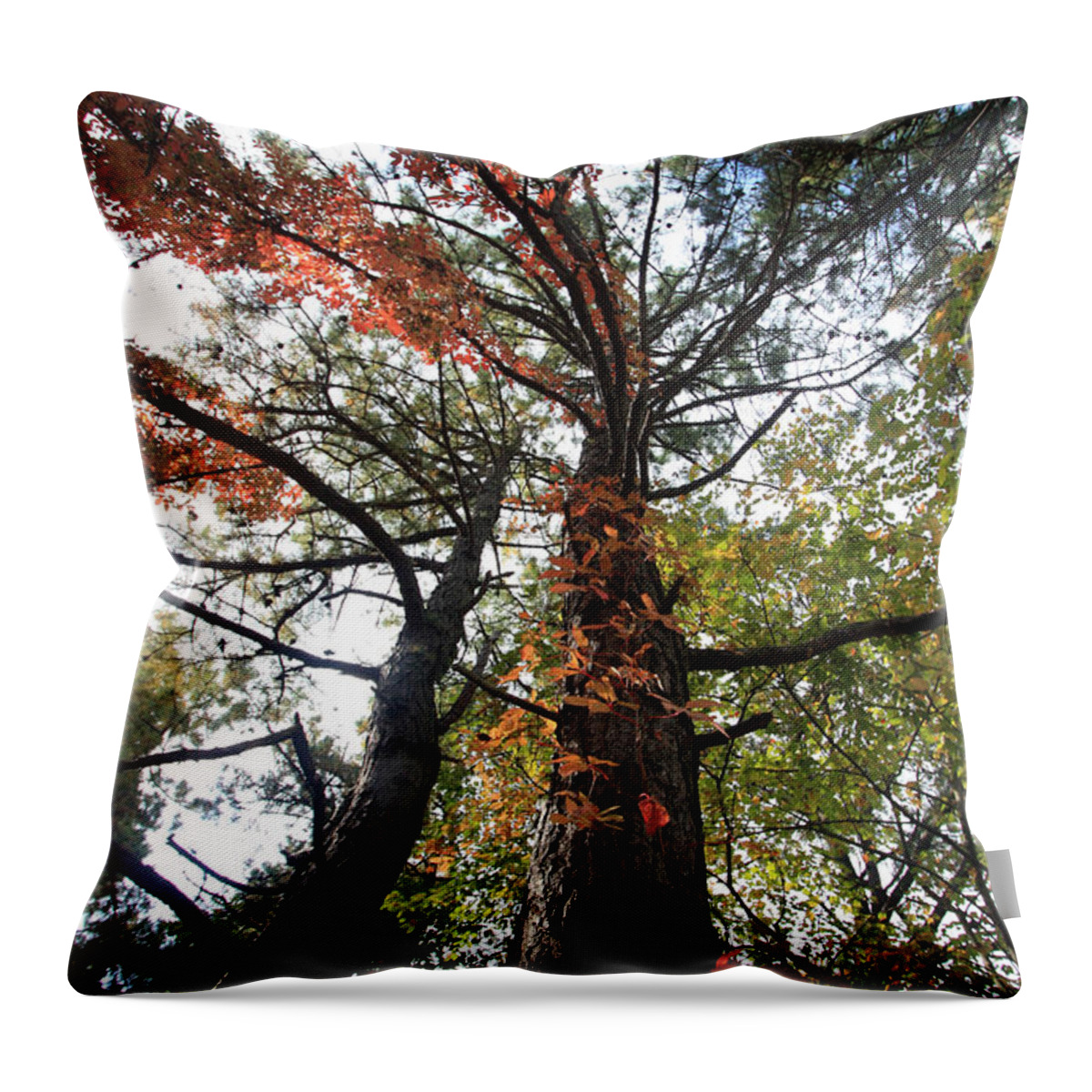 Trees Throw Pillow featuring the photograph Fall Tall by Mary Haber