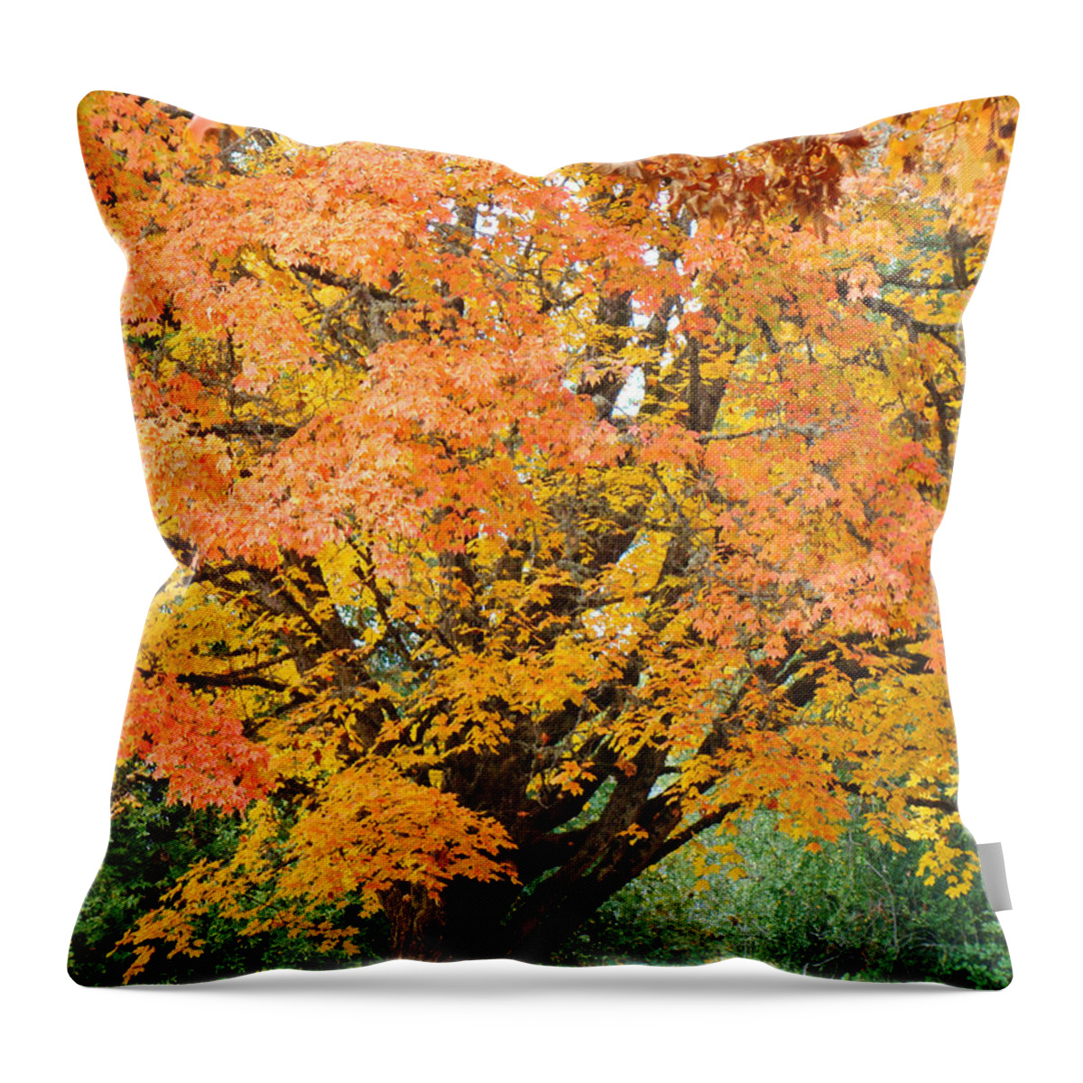 Autumn Throw Pillow featuring the photograph Fall Tree art print Autumn Leaves by Patti Baslee
