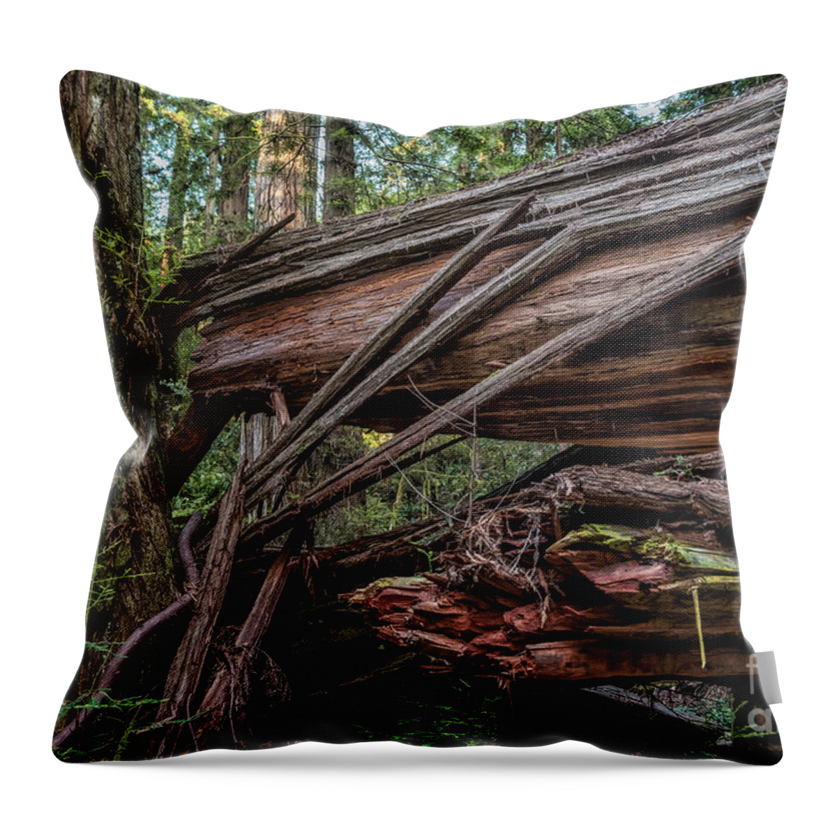 California Throw Pillow featuring the photograph Fallen Redwood 2 by Al Andersen