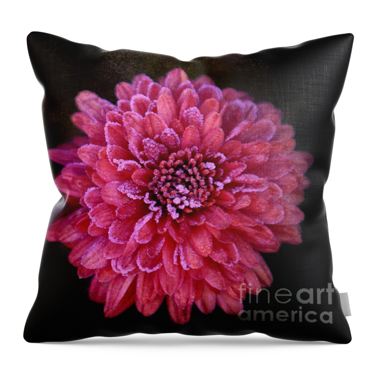Flowers Throw Pillow featuring the photograph Fall's Frosty Mums by Elizabeth Winter