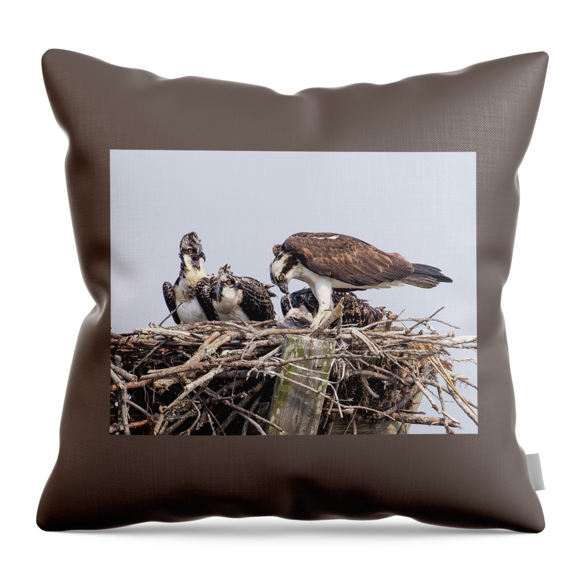 Osprey Throw Pillow featuring the photograph Family Meal by Alan Raasch