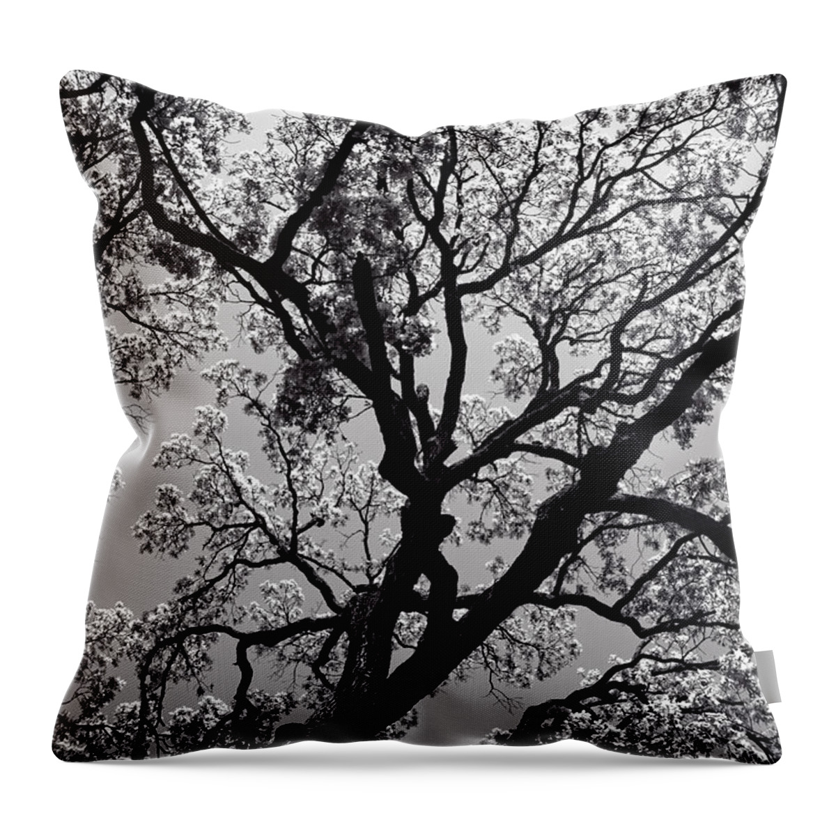 Art Throw Pillow featuring the photograph Family Tree by Charles Dobbs