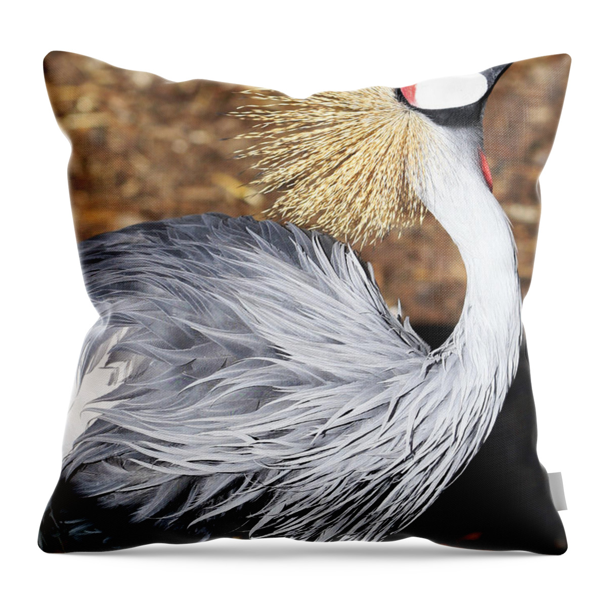 Bird Throw Pillow featuring the photograph Fancy Feathers by Marilyn Hunt