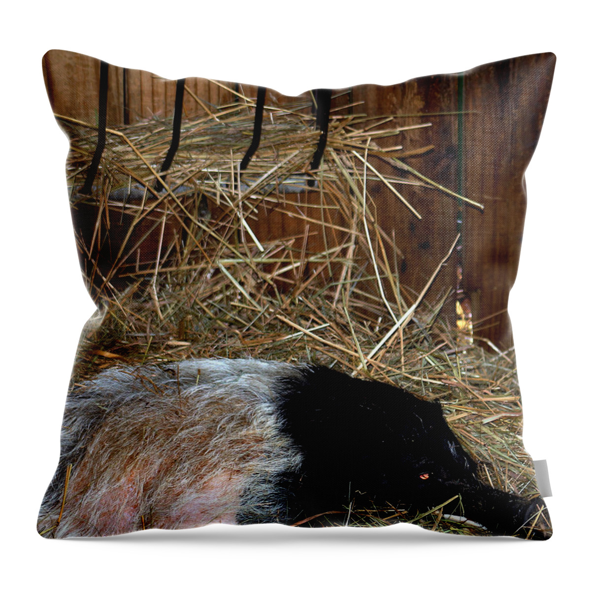 Hog Throw Pillow featuring the photograph Farm Hog by Gayle Berry