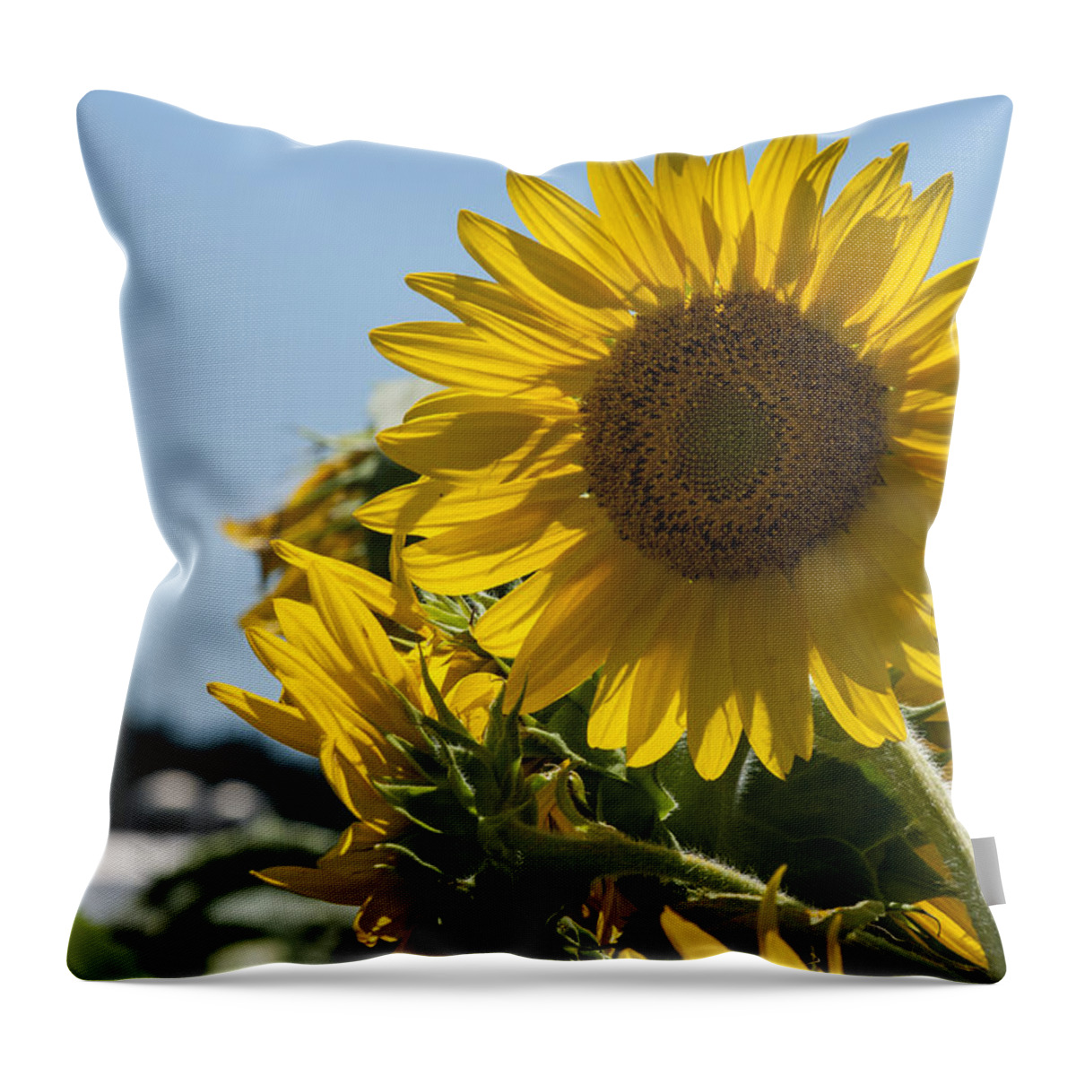 Beauty (concept) Throw Pillow featuring the photograph Farm sunshine by Brian Green