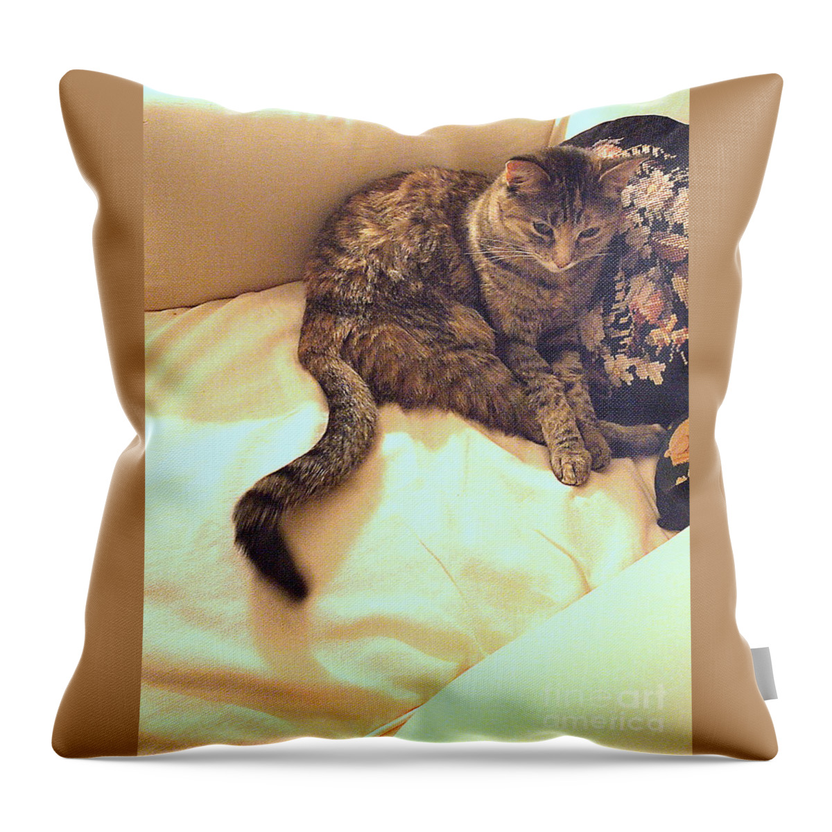Cat Photography Throw Pillow featuring the photograph Feather Half Asleep by Nancy Kane Chapman