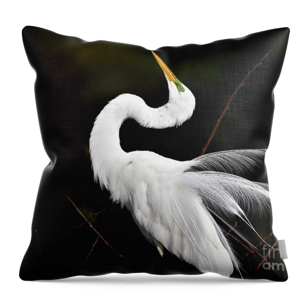Great White Egret Throw Pillow featuring the photograph Feathers On Display by Julie Adair