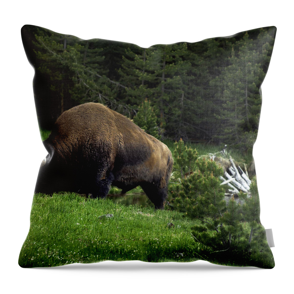 Yellowstone National Park Throw Pillow featuring the photograph Feeding Buffalo by Jason Moynihan