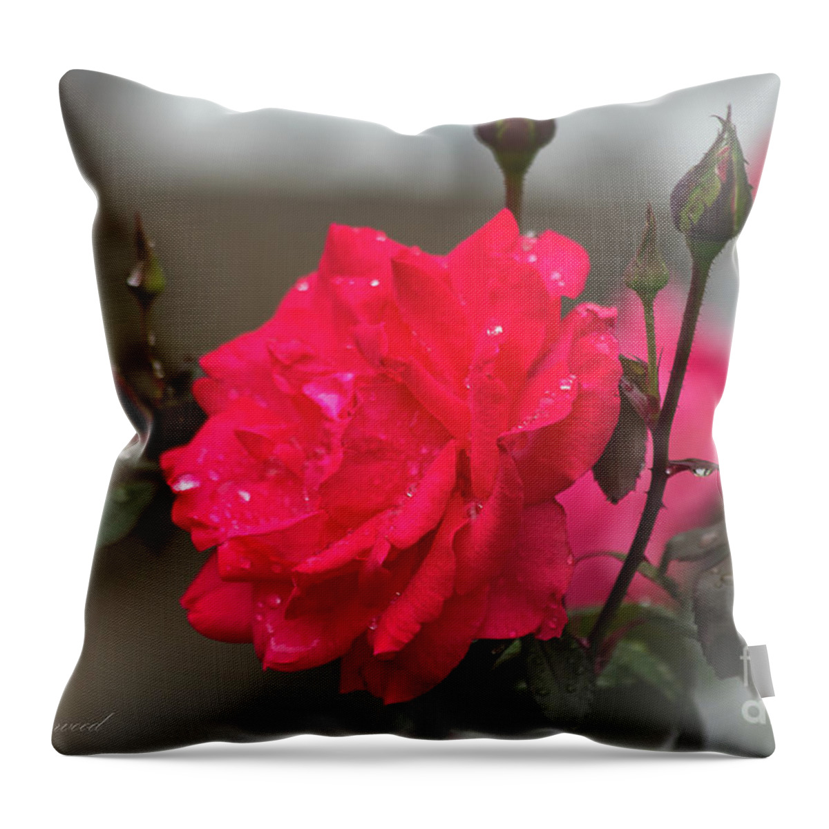 Rose Throw Pillow featuring the photograph Feeling Rosy by Les Greenwood