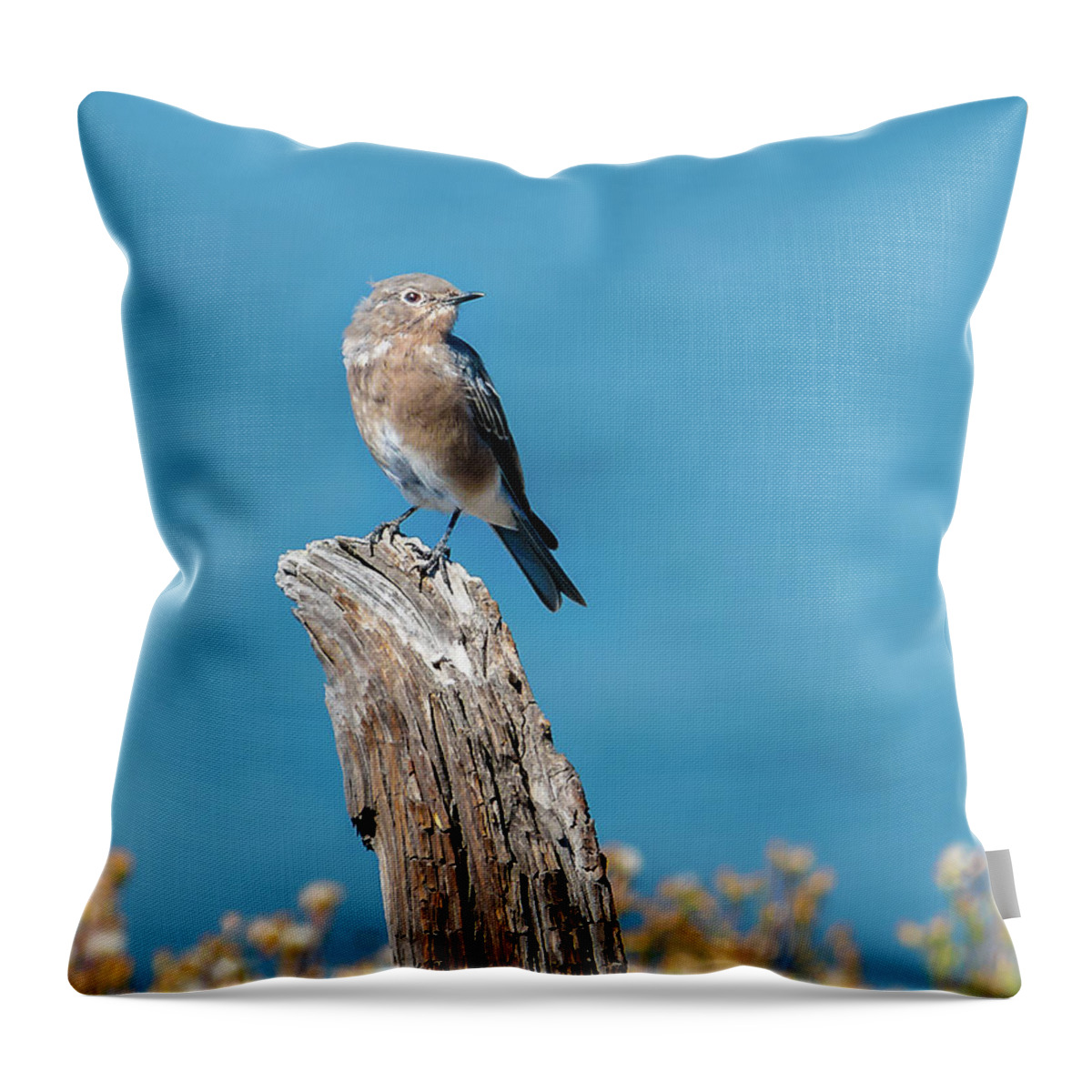 Spring Throw Pillow featuring the photograph Female Bluebird In Yellowstone by Yeates Photography