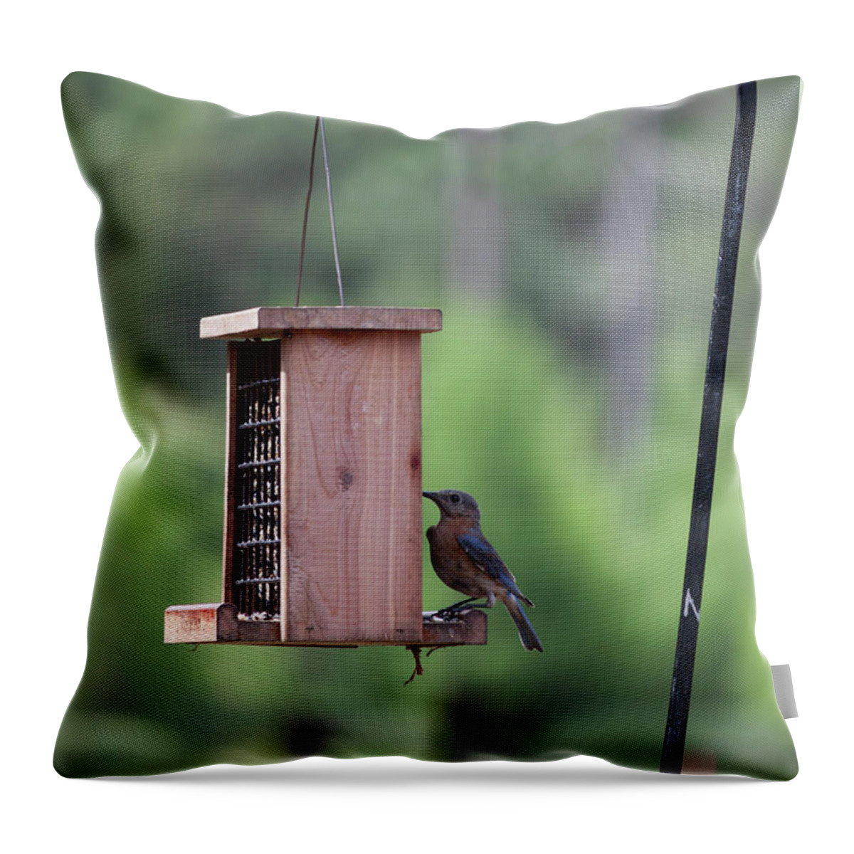 Photograph Throw Pillow featuring the photograph Female Bluebird on the Suet Feeder by Suzanne Gaff