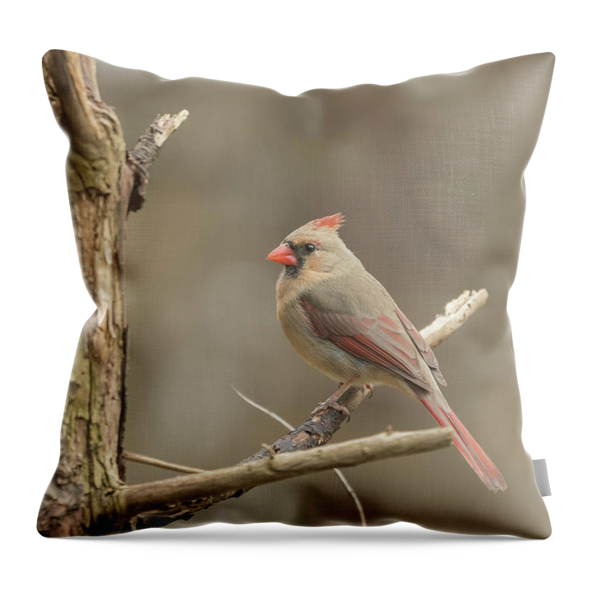 Bird Throw Pillow featuring the photograph Female Cardinal by Bruce Pritchett