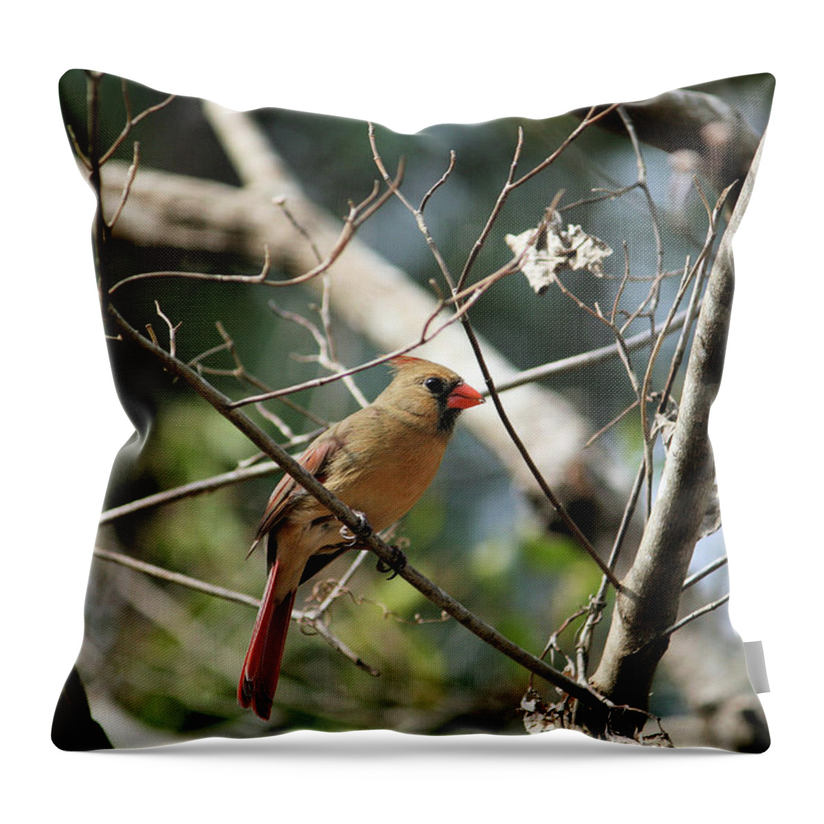 Female Throw Pillow featuring the photograph Female Cardinal by Cathy Harper