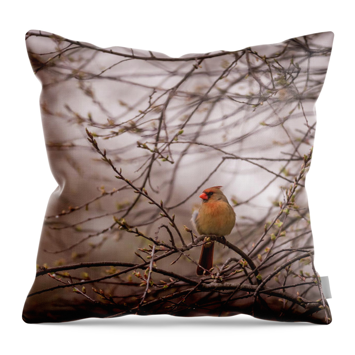 Terry D Photography Throw Pillow featuring the photograph Female Cardinal in Spring 2017 by Terry DeLuco