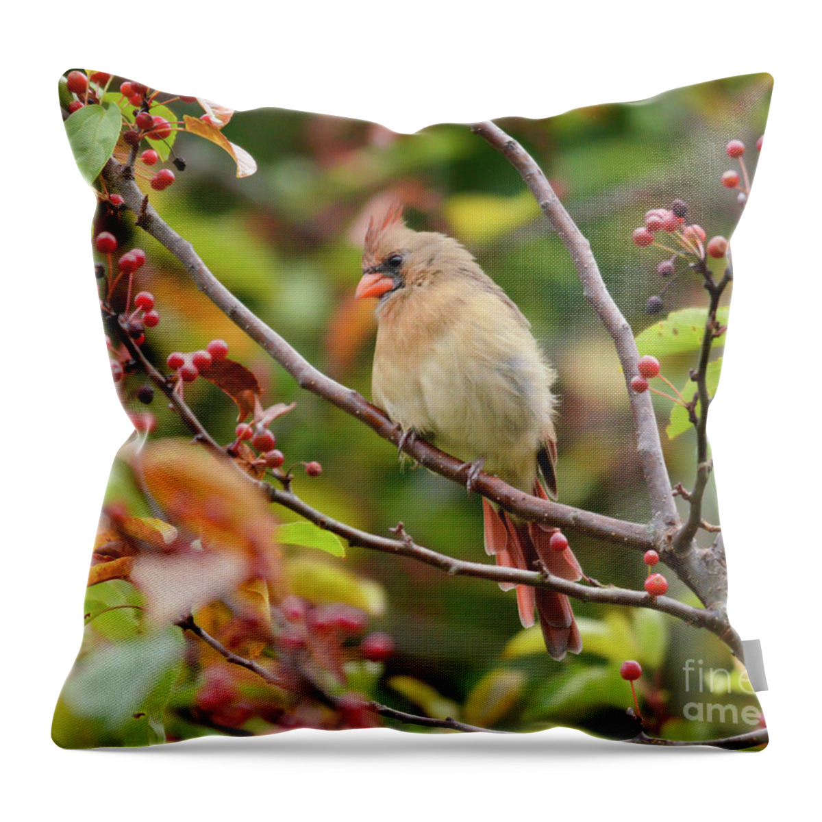 Female Cardinal Throw Pillow featuring the photograph Female Cardinal in the Berries by Kerri Farley