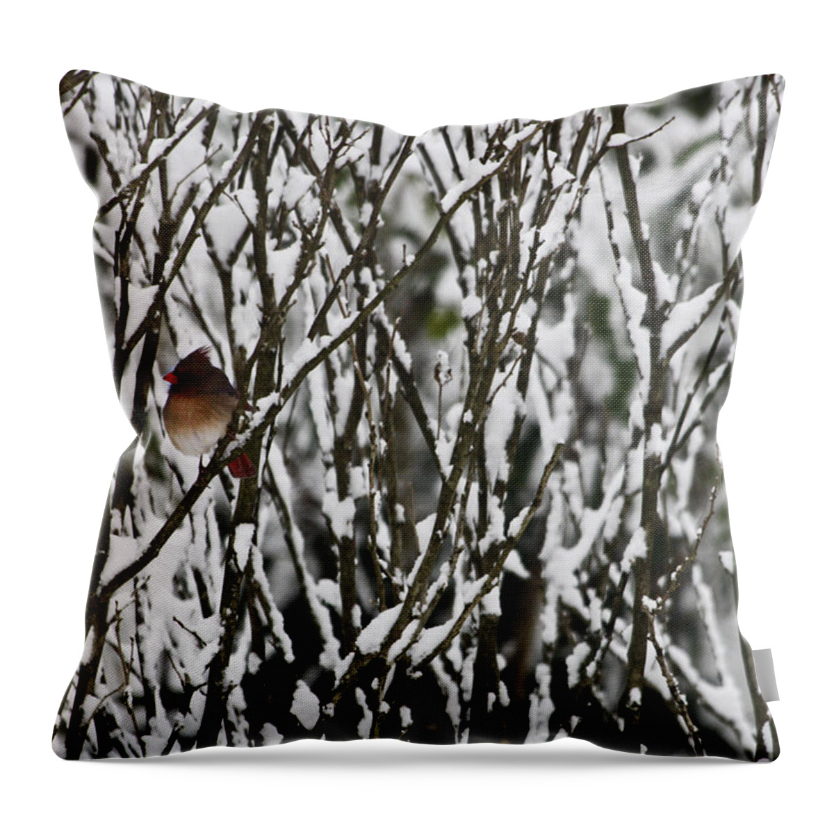 Cardinal Throw Pillow featuring the photograph Female Cardinal in the Snow by Teresa Mucha
