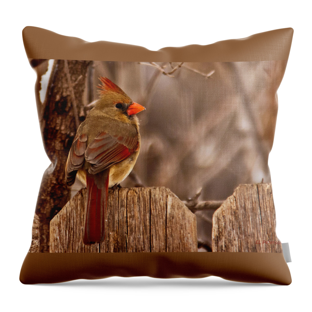 Northern Cardinal Throw Pillow featuring the photograph Female Cardinal on the Fence by Ed Peterson