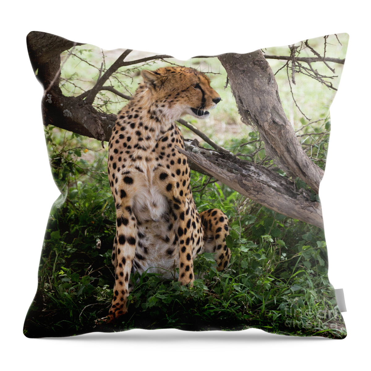 Arusha Throw Pillow featuring the photograph Female cheetah under a tree in Serengeti region by RicardMN Photography