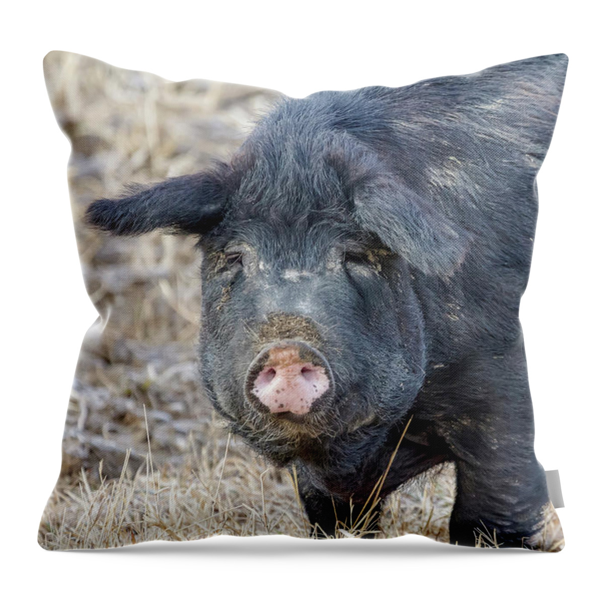 Pig Throw Pillow featuring the photograph Female Hog by James BO Insogna