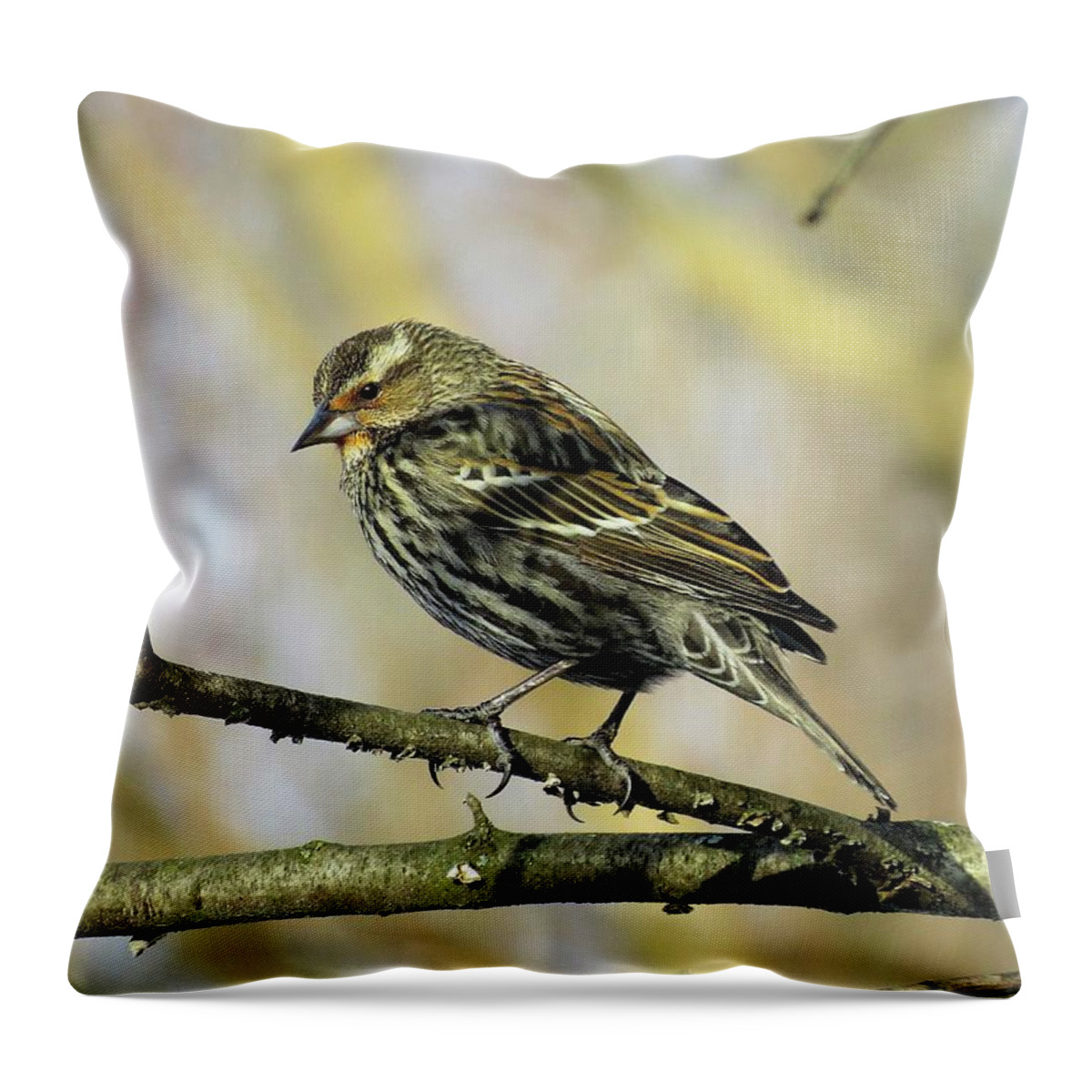 One Of The Most Abundant Birds Across North America Throw Pillow featuring the photograph Female Red-winged Blackbird by Linda Stern