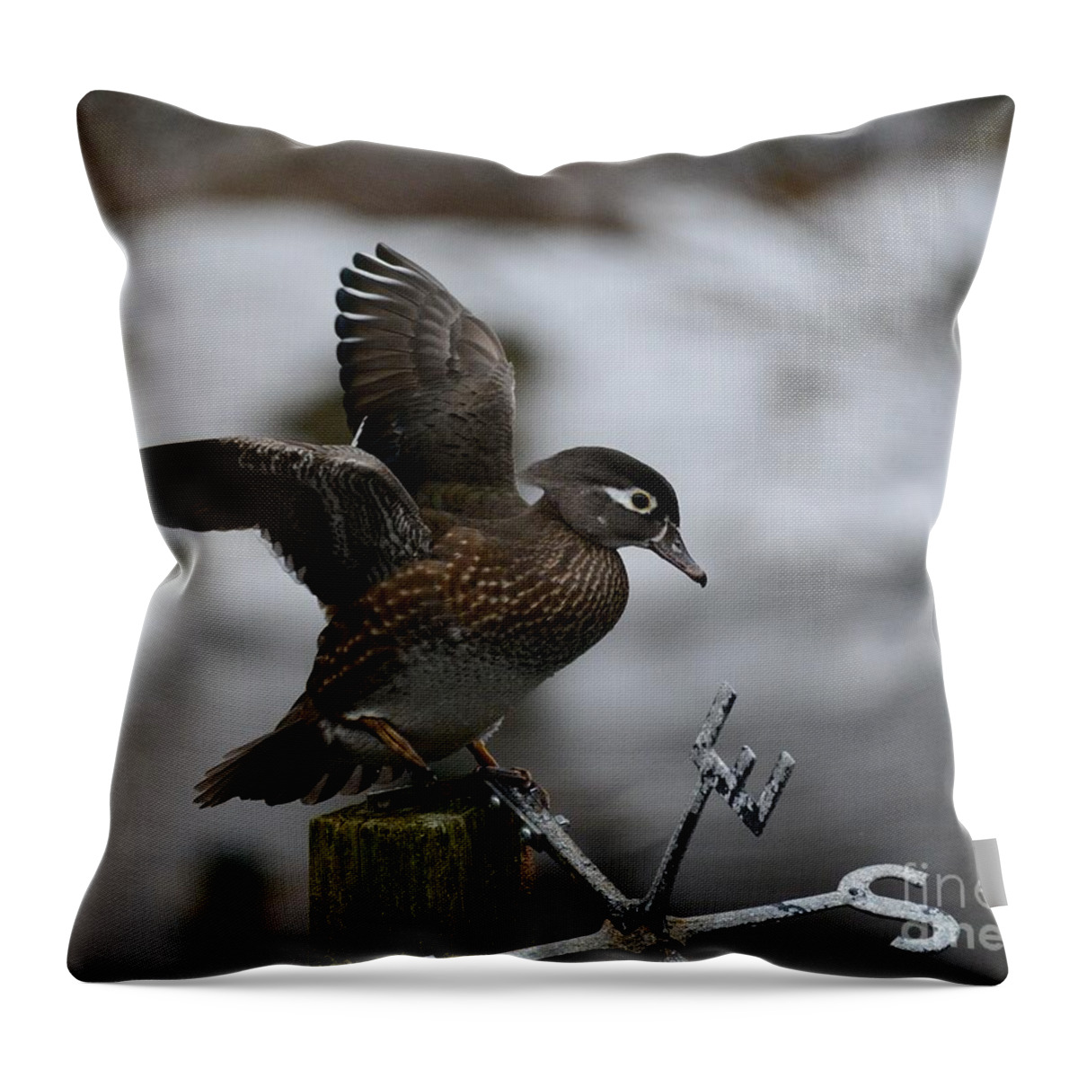 Wood Duck Throw Pillow featuring the photograph Female Wood Duck by Steve Brown