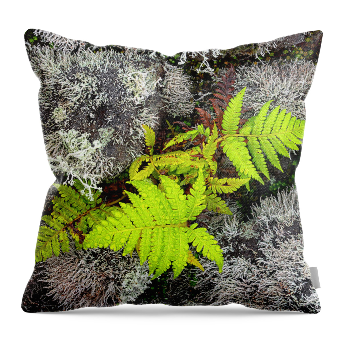 Fern Throw Pillow featuring the photograph Fern and Lichen by Christopher Johnson