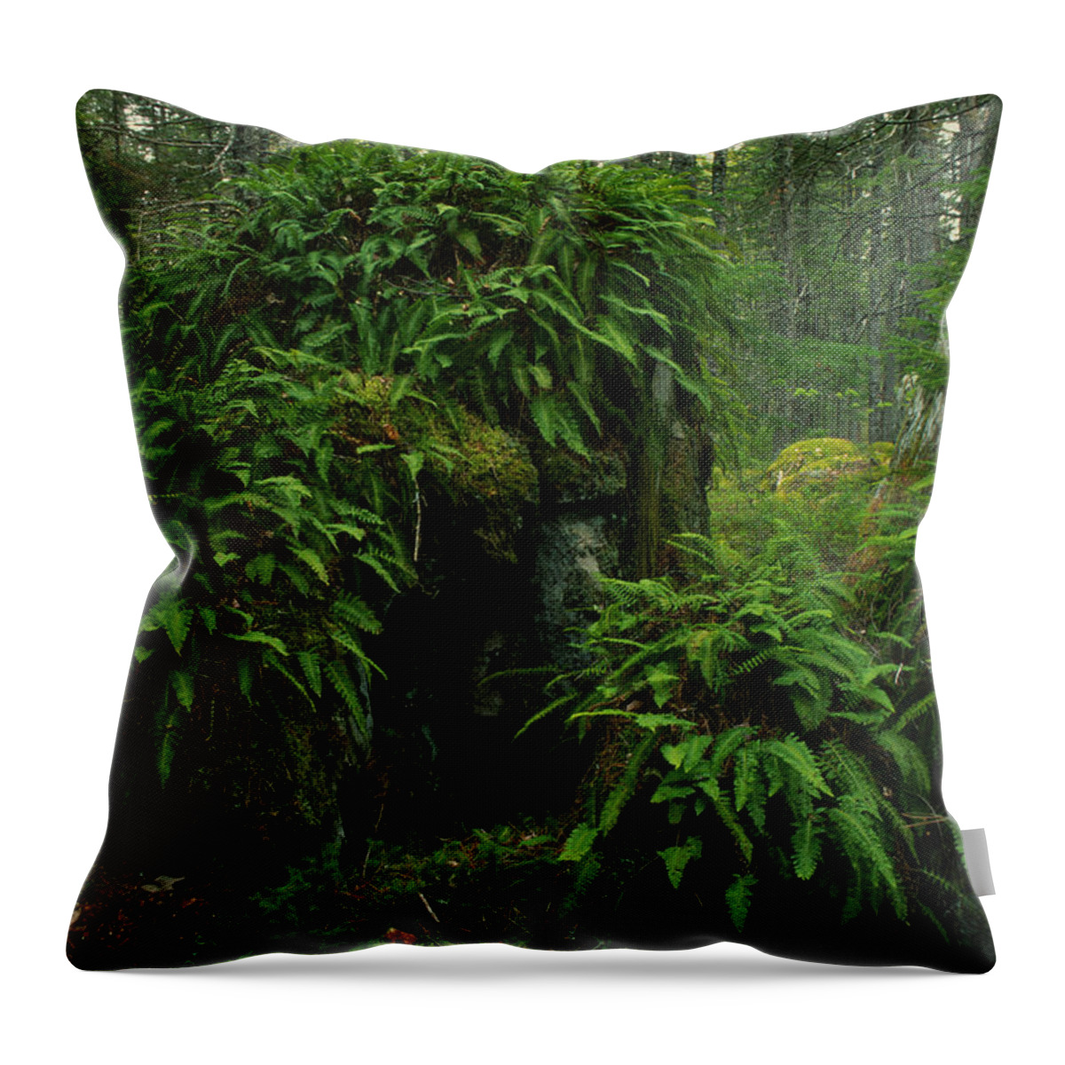 Ferns Throw Pillow featuring the photograph Fern and Moss Covered Erratics by Irwin Barrett
