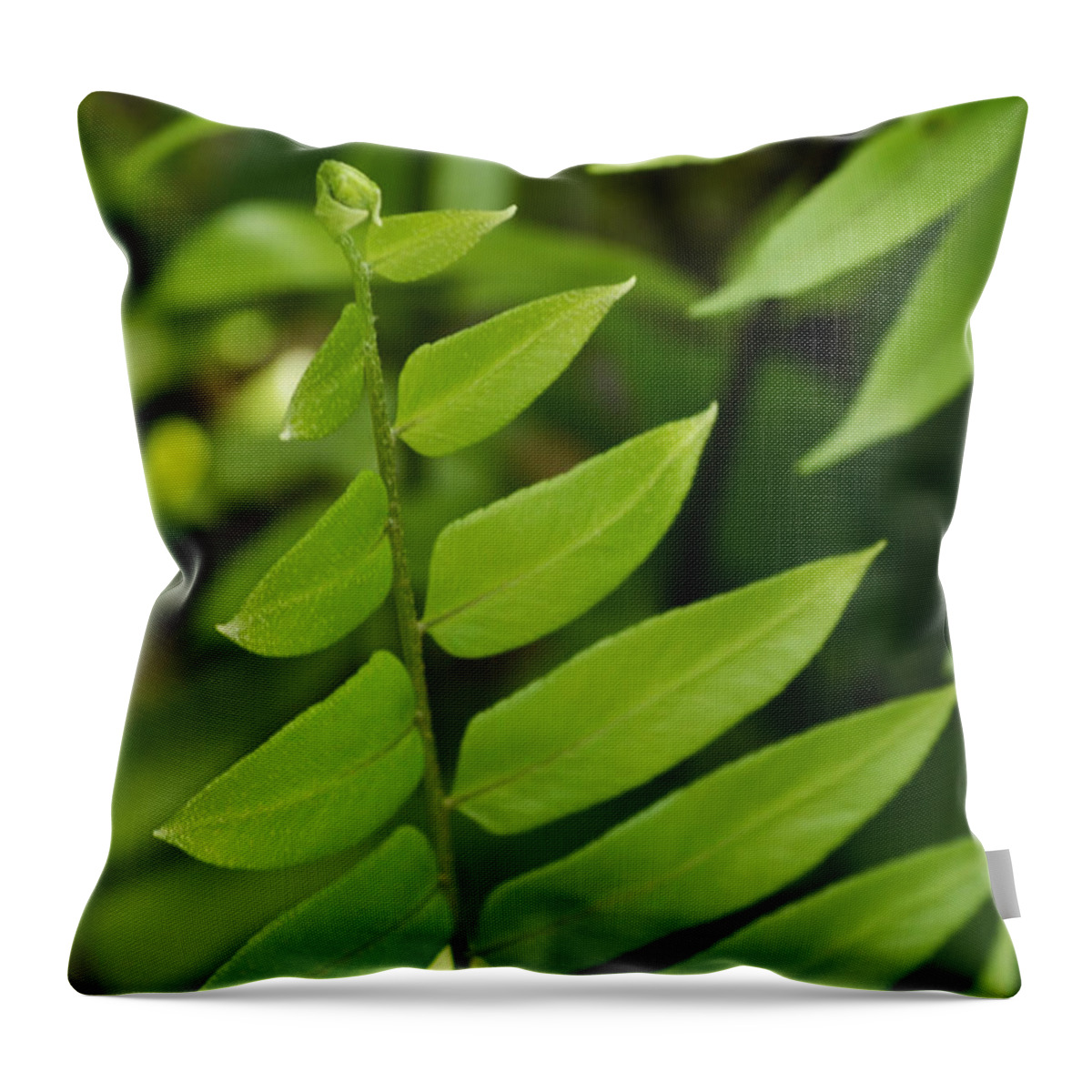 Fern Throw Pillow featuring the photograph Ferns Galore by Melanie Moraga