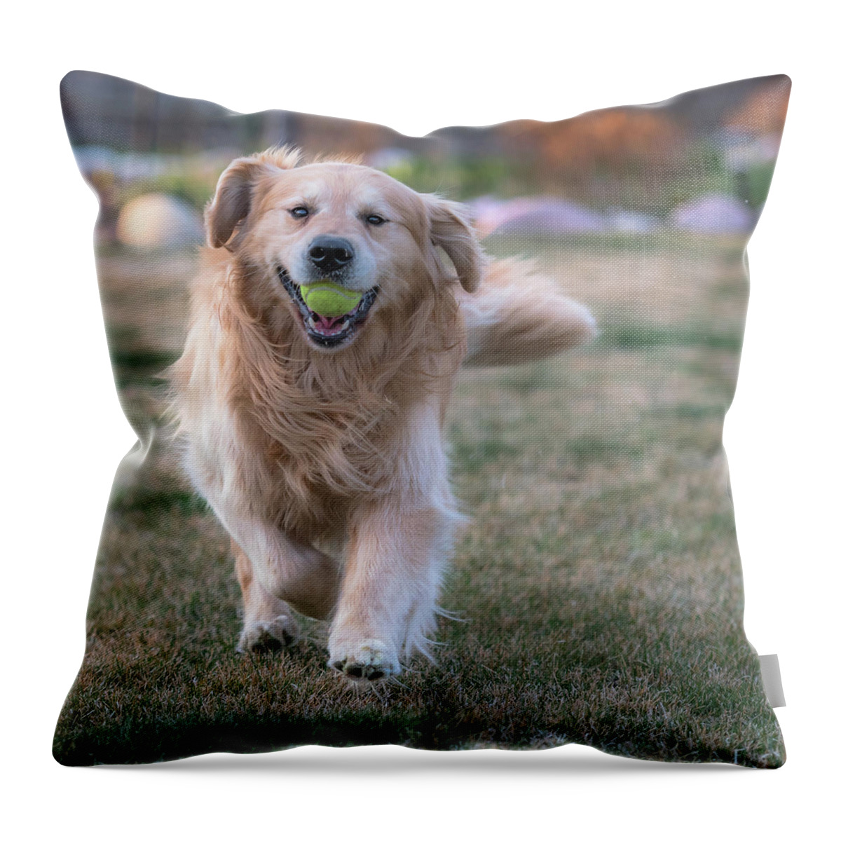Fetch Throw Pillow featuring the photograph Fetch by Jennifer Grossnickle