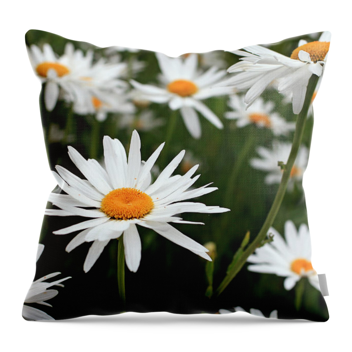 Fresh Throw Pillow featuring the photograph Field of Daisies by Dorothy Cunningham