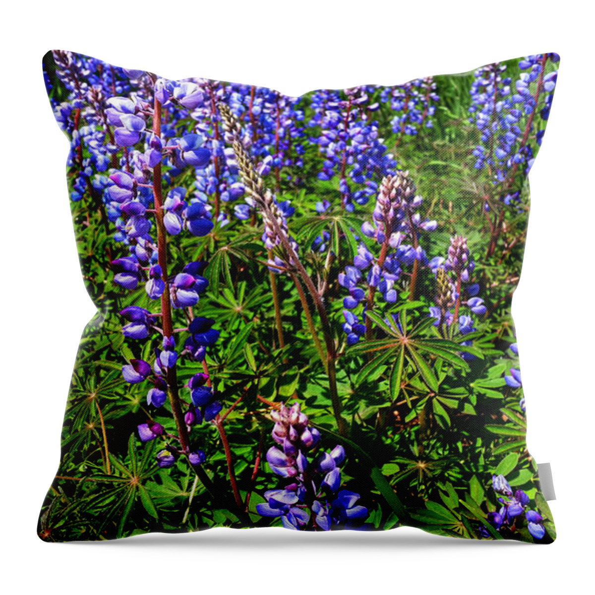 Lupine Throw Pillow featuring the photograph Field Of Lupine's by Brook Burling