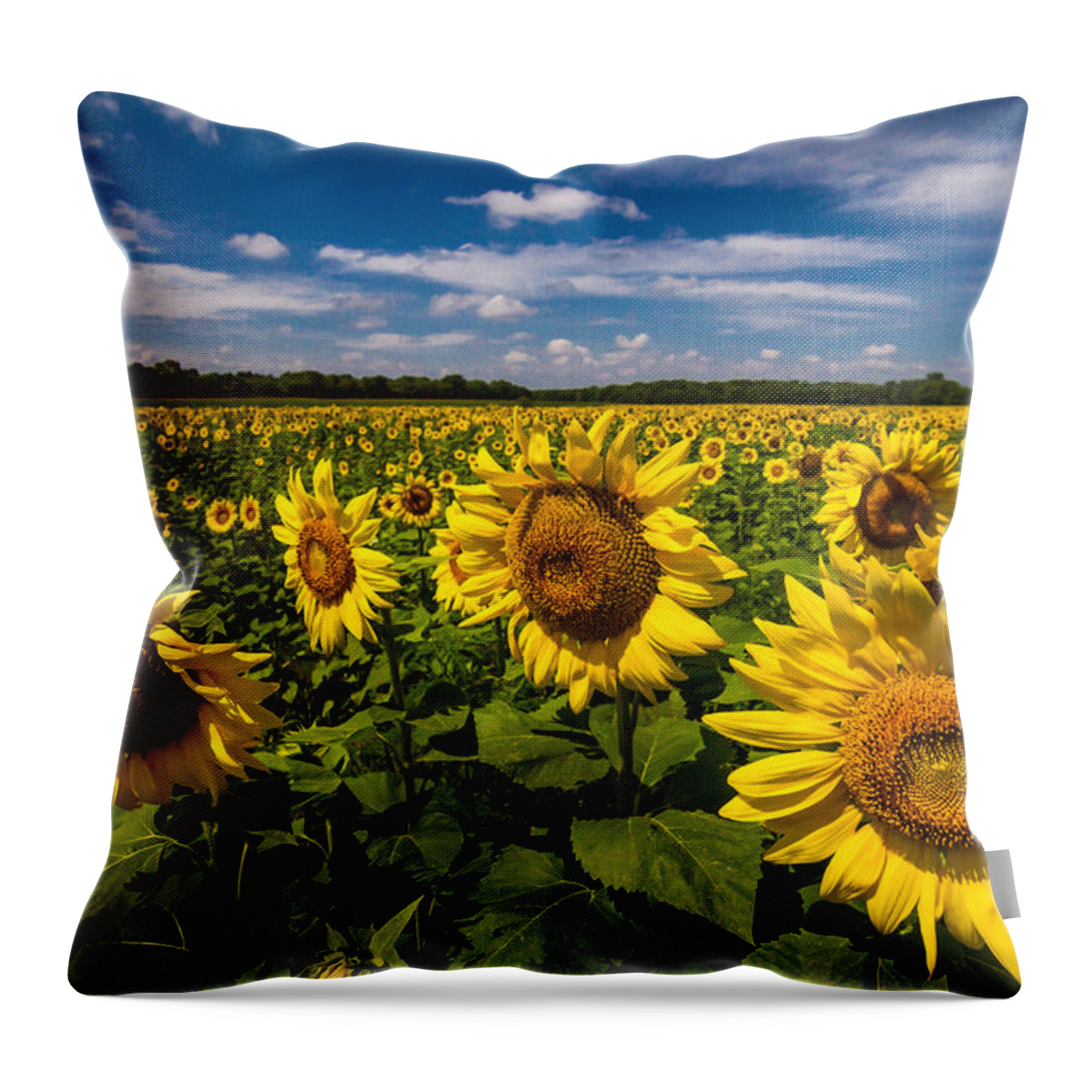 Blue Sky Throw Pillow featuring the photograph Field of Sun by Ron Pate