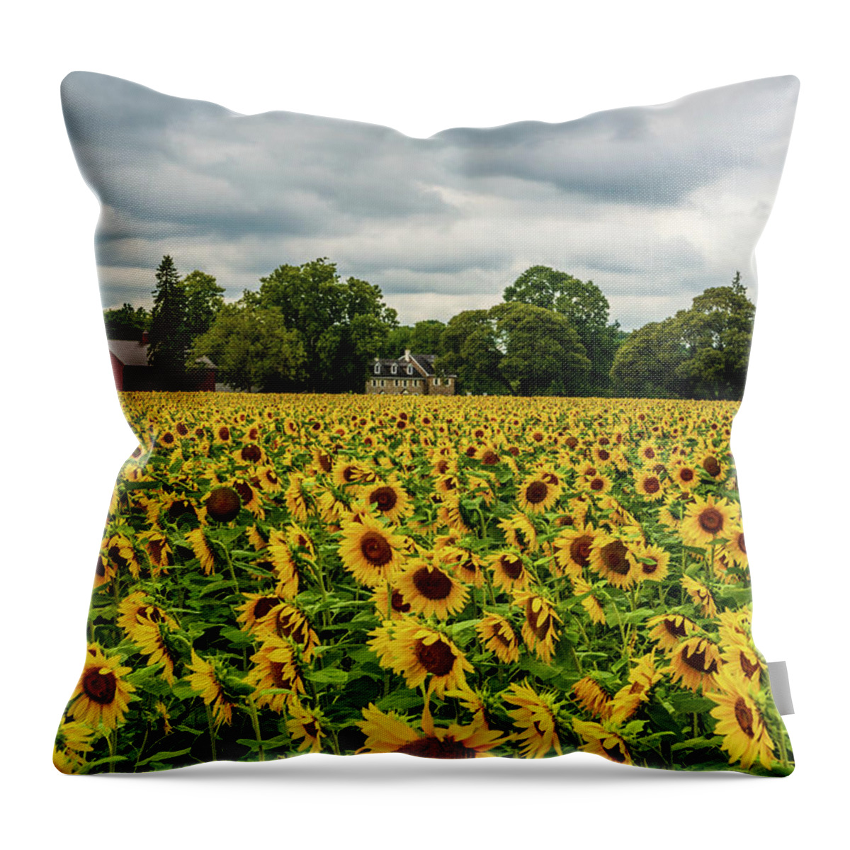 Flowers & Plants Throw Pillow featuring the photograph Field of Sunshine by Louis Dallara