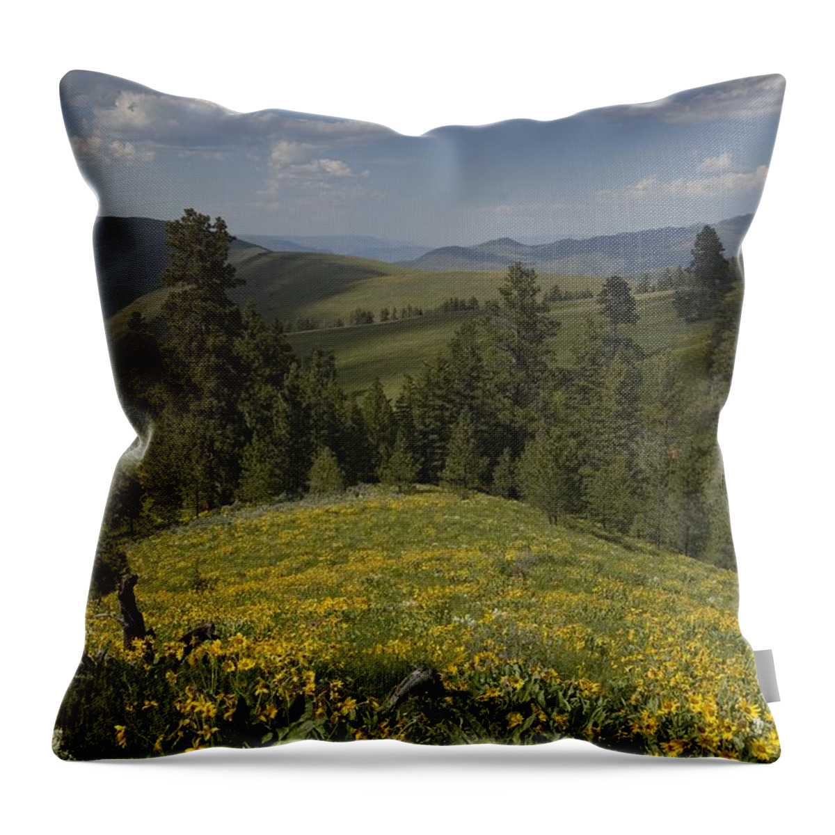 Field Throw Pillow featuring the photograph Field of Yellow flowers by Sara Stevenson