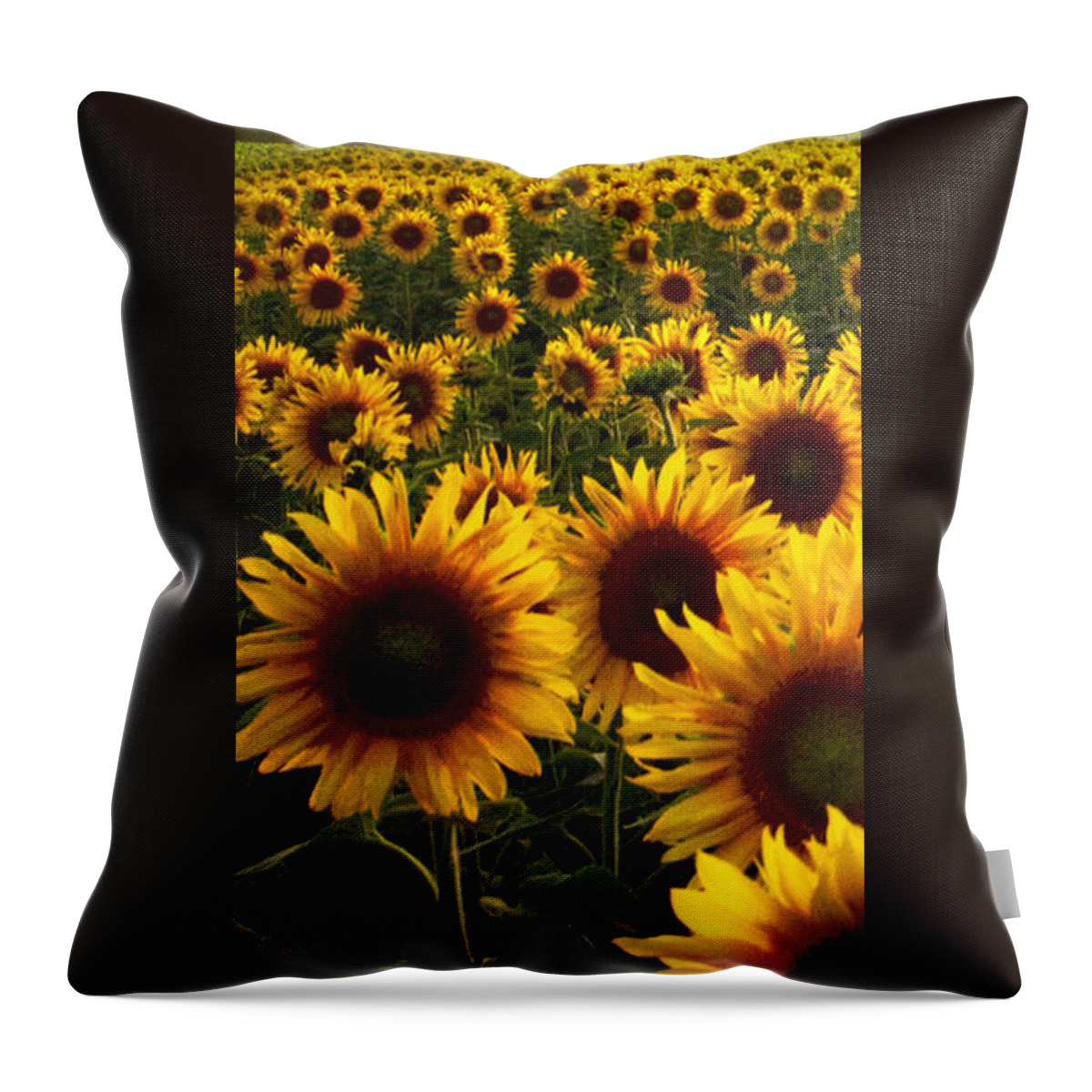 American Throw Pillow featuring the photograph Fields of Gold Triptek Left Side by Debra and Dave Vanderlaan