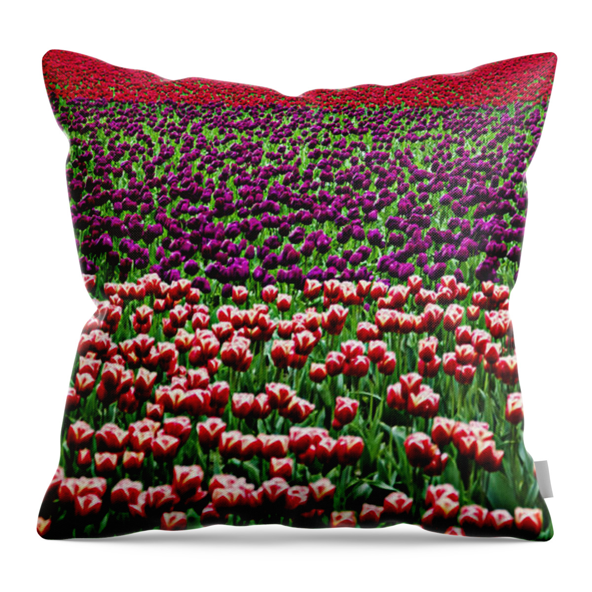 Elegant Throw Pillow featuring the photograph Fields of Tulips by Pelo Blanco Photo