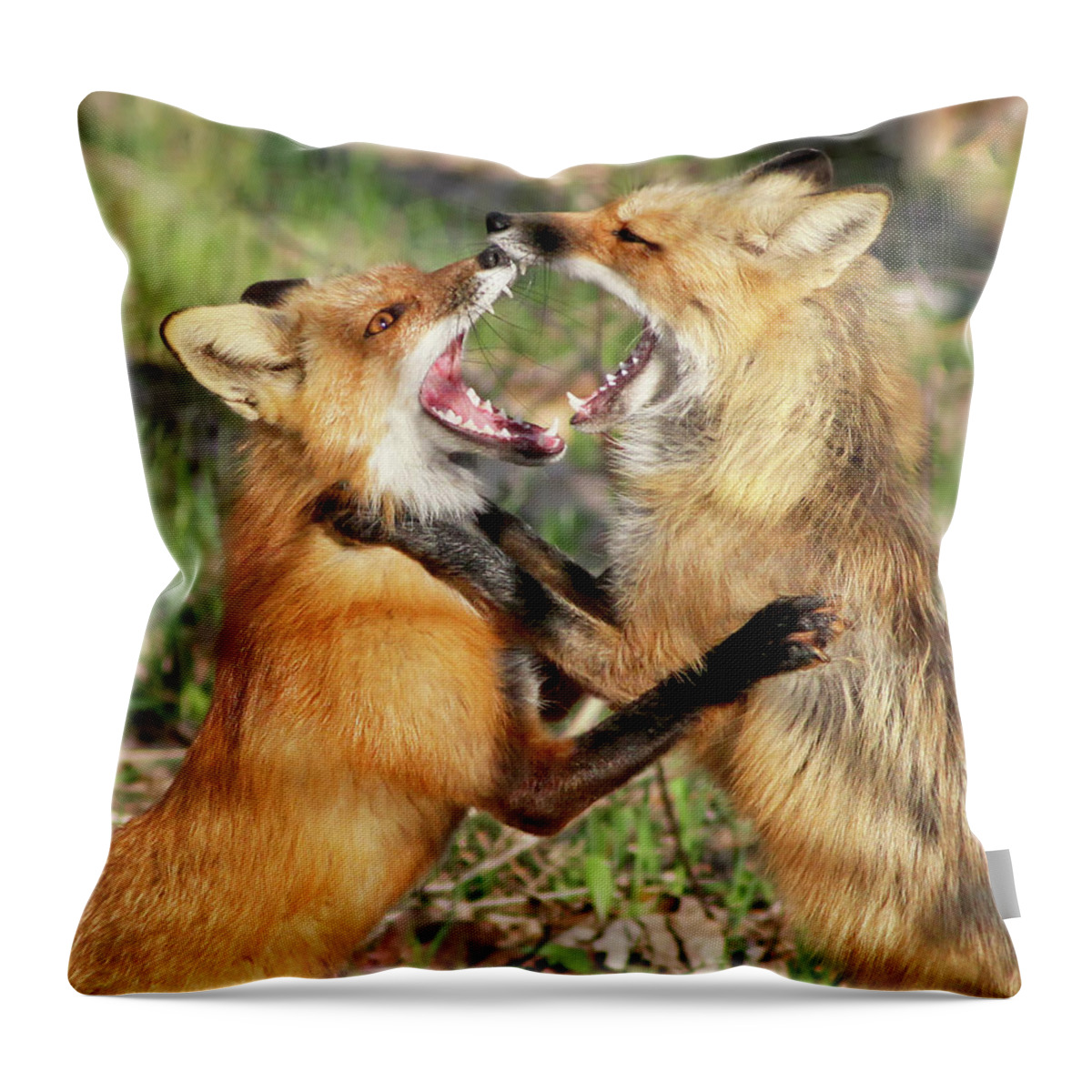 Fox Throw Pillow featuring the photograph Fight Club II by Mircea Costina Photography