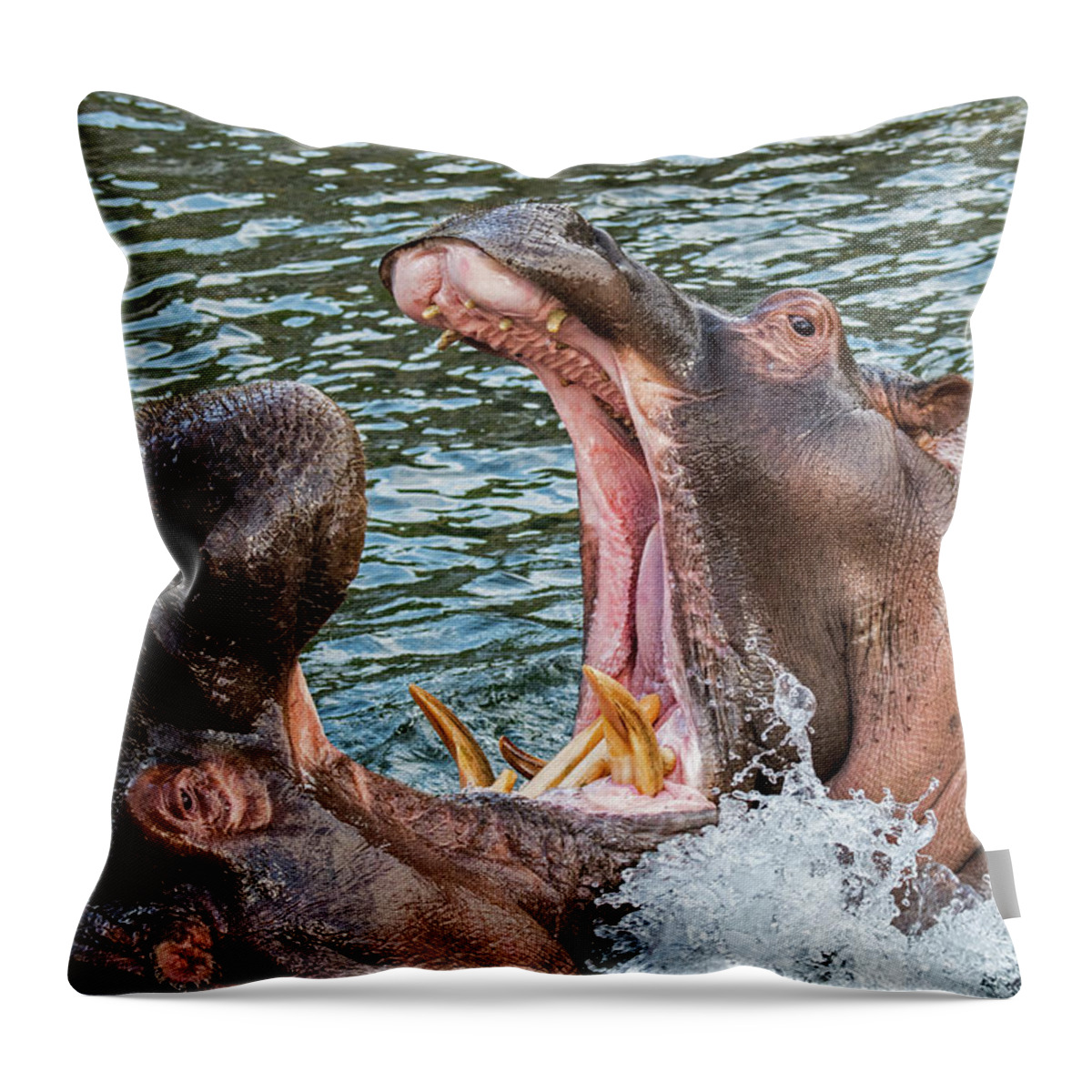 Two Throw Pillow featuring the photograph Fighting Hippos by Arterra Picture Library