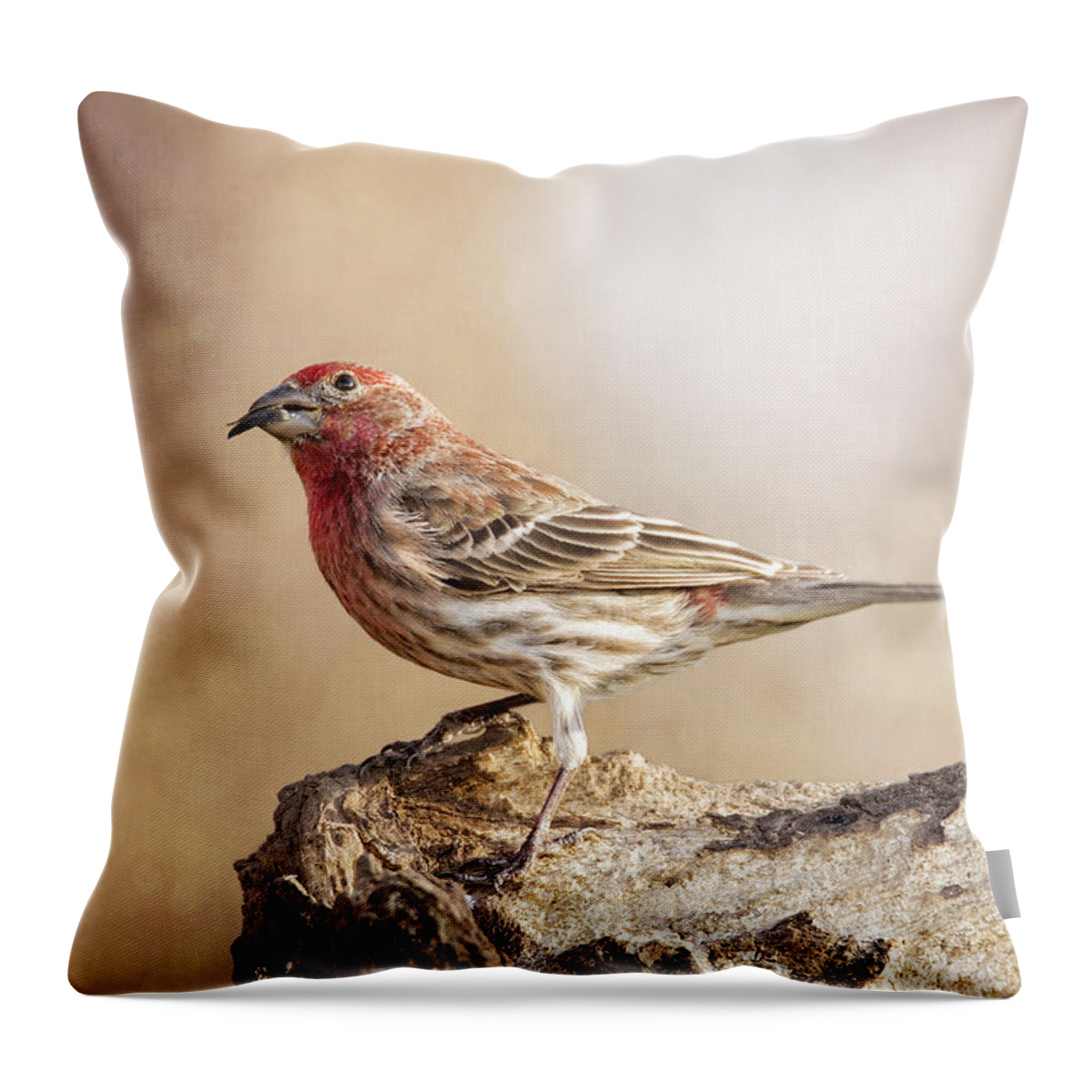 Chordata Throw Pillow featuring the photograph Finch On Pastel Pinks by Bill and Linda Tiepelman