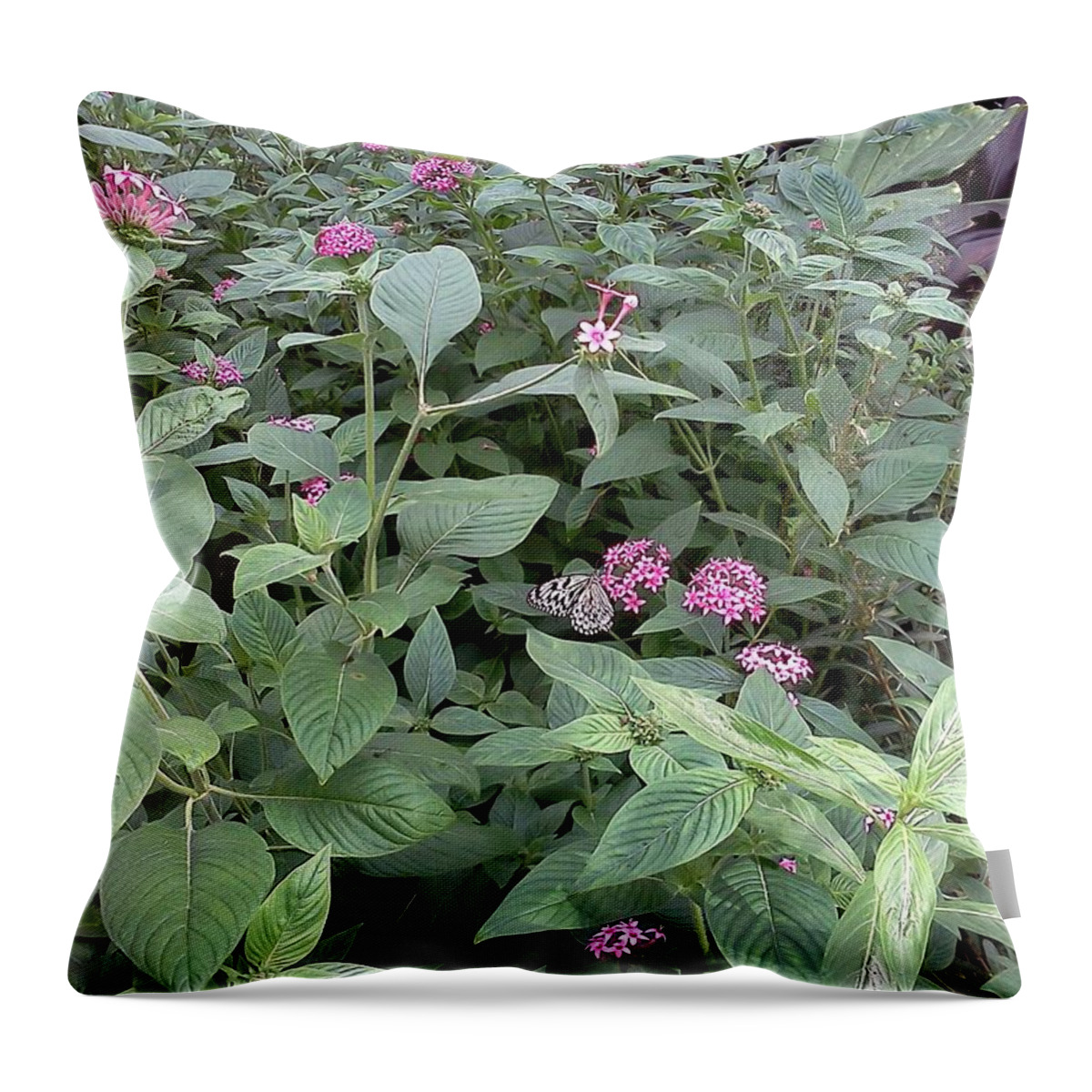 Butterfly Throw Pillow featuring the photograph Find the Butterfly by Pamela Henry