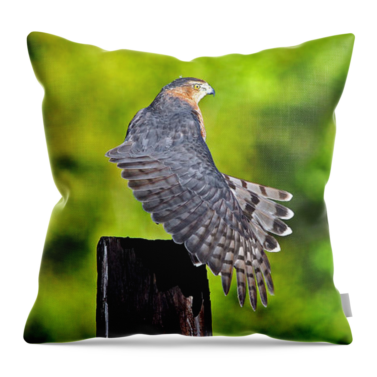 Red Shouldered Hawk Throw Pillow featuring the photograph Fine Feathers by Al Powell Photography USA