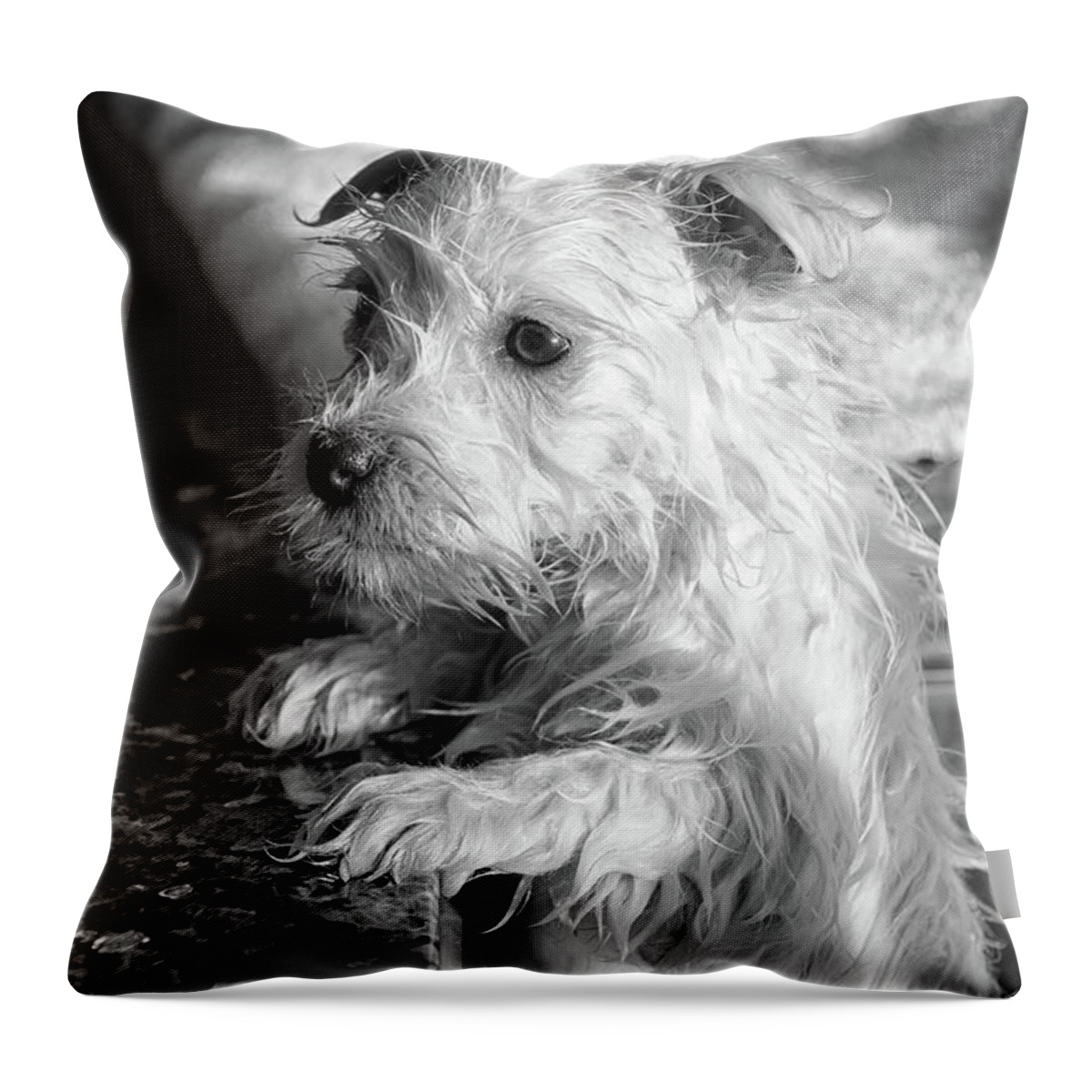 West Highland White Terrier Throw Pillow featuring the photograph First Bath by Debra Baldwin