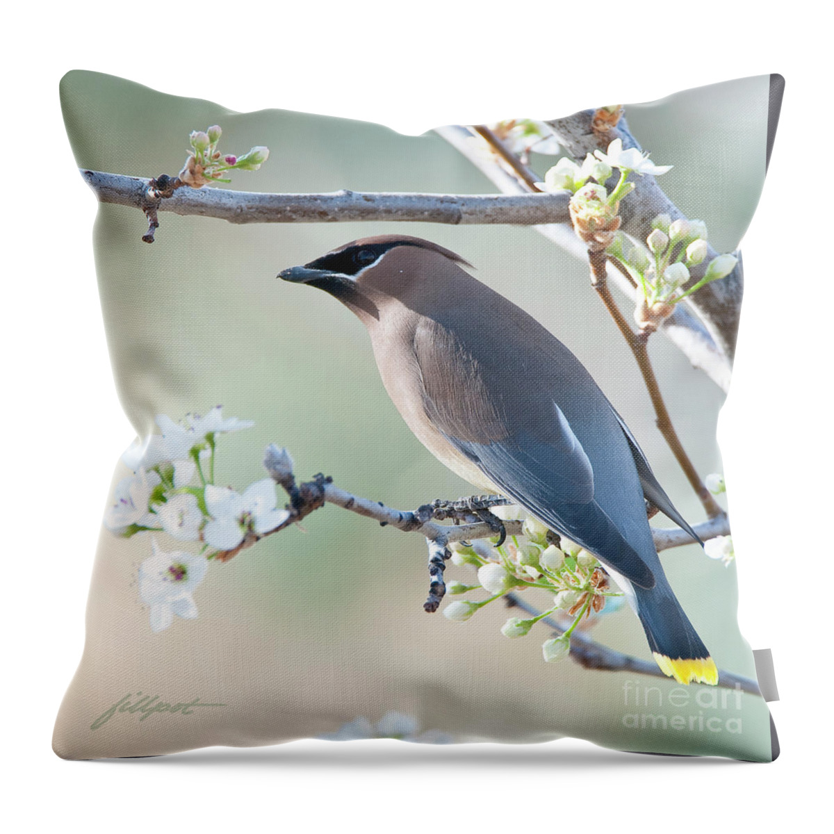 Cedar Wax Wing In Flowering Crab Apple Tree. 1st Day Of Spring Throw Pillow featuring the photograph First Day of Spring by Bon and Jim Fillpot